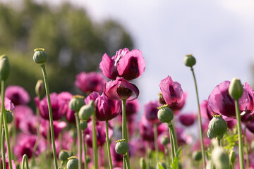 Blooming opium poppy flower field., papaver somniferum