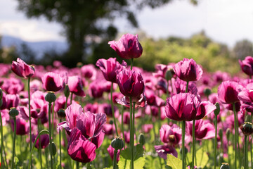 Blooming opium poppy flower field., papaver somniferum