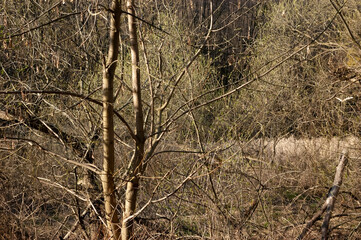 a spring forest, an impenetrable wilderness.