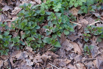 young green nettles poking through between last year's fallen leaves