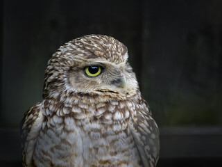 little owl