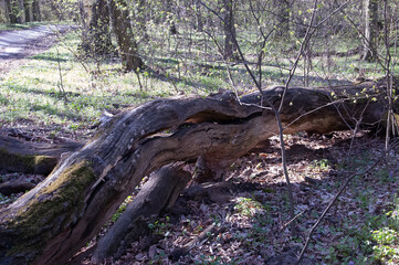 a picturesque mossy driftwood log in the spring woods
