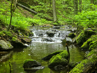 Naklejka premium WildForestStream wild forest, forest stream