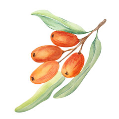 Watercolor drawing of sea buckthorn on white background. Can be used on labels, postcards, napkins.