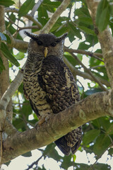 Spot-bellied eagle owl perched in a tree