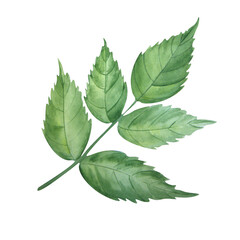 The watercolor pattern of the green leaf on a white background. Can be used on postcards, labels, illustrations.