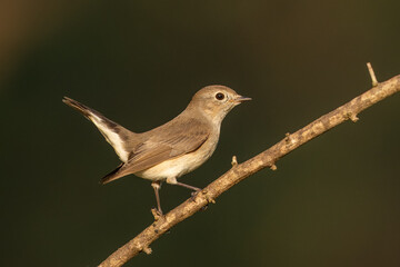Red breasted flycatcher perched on a branch