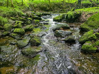 WildForestStream wild forest, forest stream