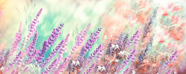 Selective and soft focus on purple flowers, meadow of flowers in spring, beautiful nature landscape