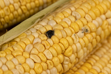 mold on a corn cob due to improper storage, spoiled sweet corn cobs with ripe yellow grains