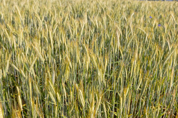 hybrid green cereals resistant to cold