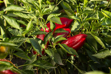 Ripe red bell peppers growing in the garden. Farming, harvesting