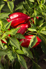 Ripe red bell peppers growing in the garden. Farming, harvesting