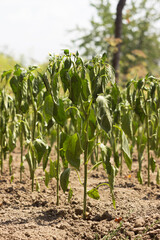 The bell pepper plant wilts during the summer heat. Agriculture