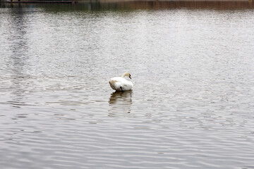 Elegant white swan floating alone peacefully on calm rippling water surface, early spring