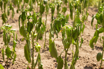 The bell pepper plant wilts during the summer heat. Agriculture
