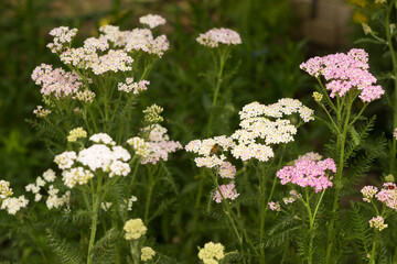 White and pink flowers Yarrow (Achillea millefolium), background