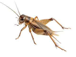 Cricket png cricket insect png grasshopper png bug png green insect png jumping insect png transparent background image