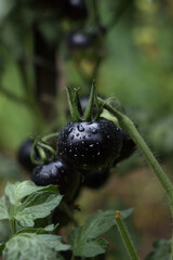 A ripe black tomato with drips after rain grows on a bush in the garden. Agriculture