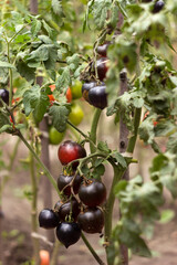 A ripe black tomato grows on a bush in the garden. Agriculture