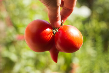 Aberrant Tomato. Funny deformed ripe tomato in a woman's hand
