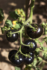 A ripe black tomato grows on a bush in the garden. Agriculture