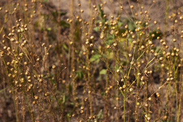 Ripe flax seeds in boxes, harvesting in the field. Agriculture