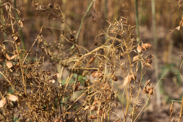 Ripe lentils in a field, harvesting pulses. Agriculture