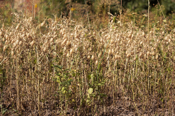 Ripe brown chickpea pods on a plant, harvesting ripe beans. Background