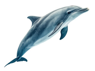 Dolphin png sea animal png marine mammal png ocean dolphin png aquatic animal png transparent background image
