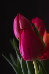 Flowers, tulips