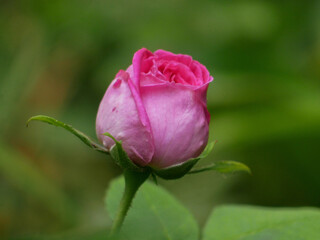 Pink rose flower close up. Background wallpaper high quality. Gardening, cosmetology, holiday, nature concept