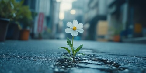 white flower growing on crack street, soft focus