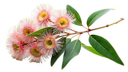 eucalyptus branch with flowers isolated on a white background, PNG.