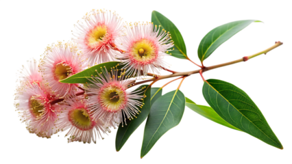eucalyptus branch with flowers isolated on a white background, PNG.
