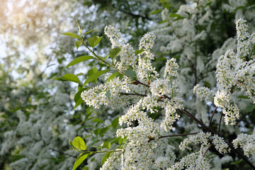 A tree with white flowers is in the foreground. The tree is surrounded by other trees and bushes. The sky is blue and the sun is shining brightly