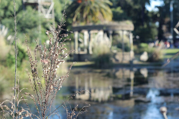 planta y ruinas