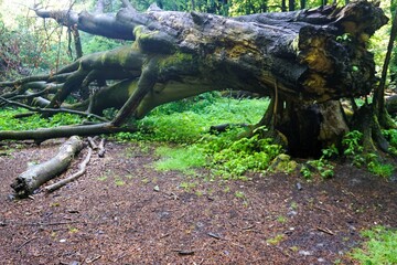 Umgekippter Baumstamm von alter dicker Eiche in Wald bei Sonne und Regen am Nachmittag im Frühling