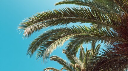 Sunny palm tree leaves. Trendy summer travel background