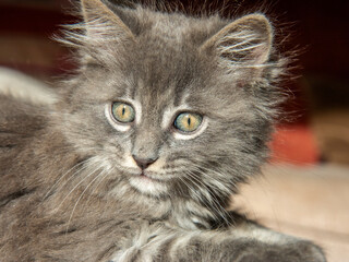 Chaton gris / Grey kitten