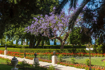 Haifa, Israel – May 24, 2025. Bahai Gardens Terraces with Vibrant Flowers. Jacaranda Tree in...