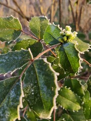 Frost-Tipped Holly Leaves with Early Winter Buds