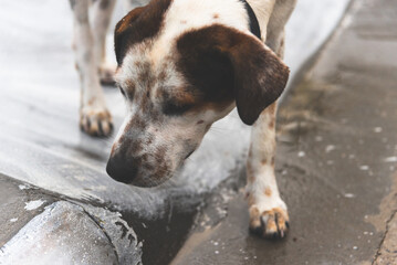 Portrait of a white and brown stray dog ​​wandering aimlessly.