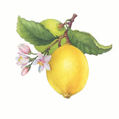 Fresh citrus yellow lemon fruit. Lemon tree branch with green leaves and flowers. Watercolor hand-drawn illustration on white background