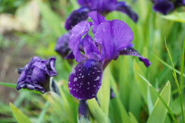 Siberian irises bloom with purple colored flowers, close-up
