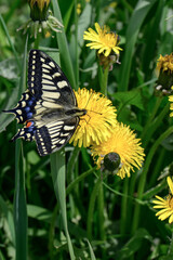 butterfly sailboat on a dandelion
