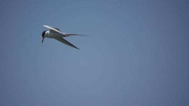 Beautiful shot of Forster's Tern in flight against a blue sky