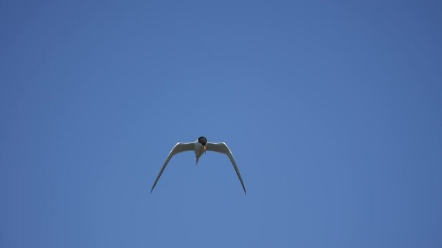 Beautiful shot of Forster's Tern in flight against a blue sky