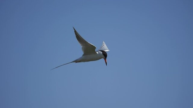 Beautiful shot of Forster's Tern in flight against a blue sky