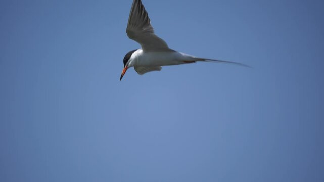 Beautiful shot of Forster's Tern in flight against a blue sky